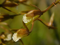 Eulophia tristis