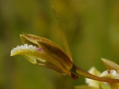 Eulophia tristis