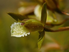 Eulophia tristis