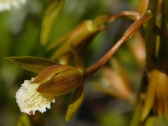Eulophia tristis