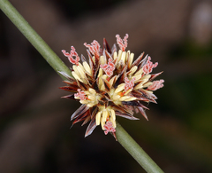 Juncus breweri
