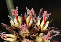 Juncus breweri