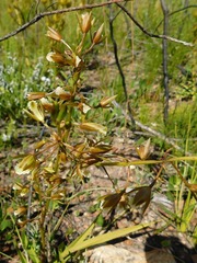 Eulophia tristis