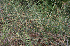 Juncus breweri