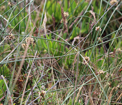 Juncus breweri
