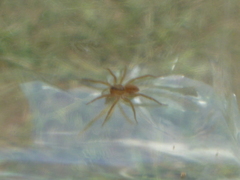 Lycosidae