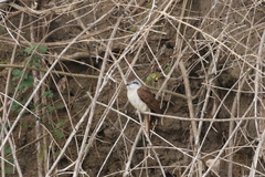 Cacomantis sonneratii