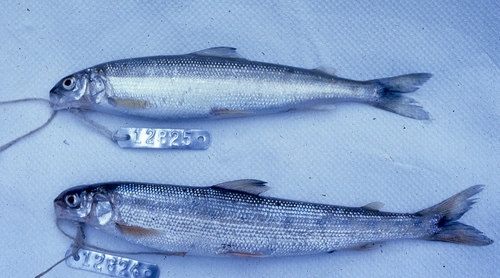 Frost fish (Prosopium cylindraceum) — Salmonidae — 3