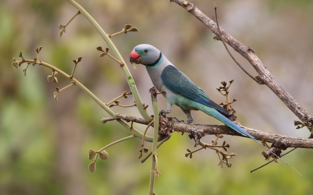 Malabar Parakeet photo
