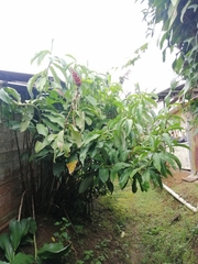 Costus pulverulentus