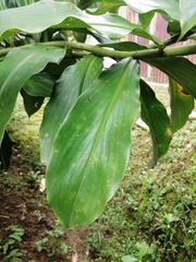 Costus pulverulentus