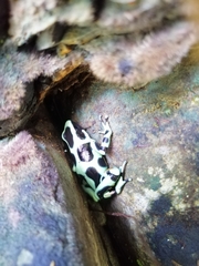 Dendrobates auratus