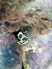 Dendrobates auratus