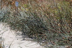 Juncus breweri