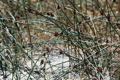 Juncus breweri