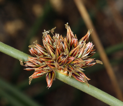 Juncus breweri