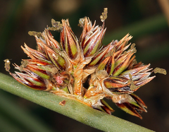 Juncus breweri