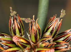 Juncus breweri