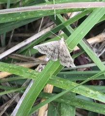 Phalaenostola larentioides