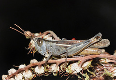 Ramburiella hispanica