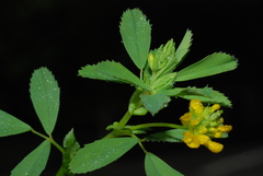 Trifolium patens