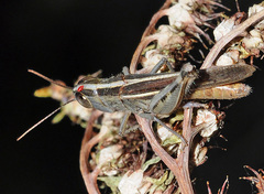 Ramburiella hispanica