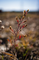 Symphyotrichum pilosum pilosum