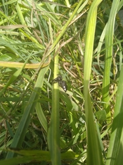 Araneae
