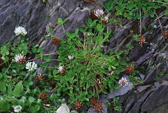Trifolium thalii