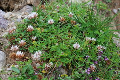 Trifolium thalii