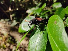 Protomydas rubidapex