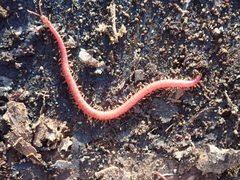 Strigamia bothriopus