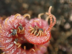 Strigamia bothriopus