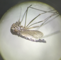 Aedes eleanorae