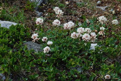 Trifolium thalii