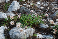 Trifolium thalii