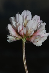 Trifolium thalii