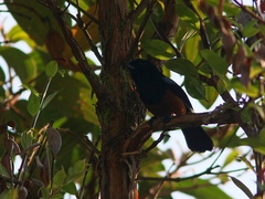 Diglossa gloriosissima