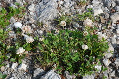 Trifolium thalii