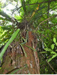Cedrela fissilis