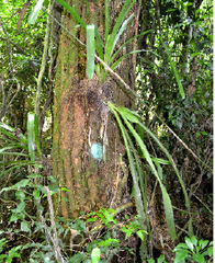 Cedrela fissilis