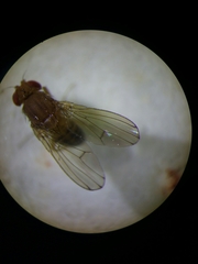 Drosophila immigrans