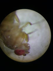 Drosophila immigrans
