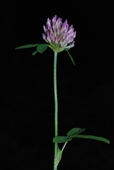 Trifolium pratense pratense