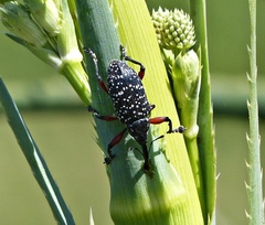 Heilipodus erythropus
