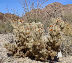 Cylindropuntia chuckwallensis