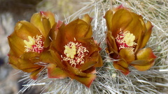 Cylindropuntia chuckwallensis
