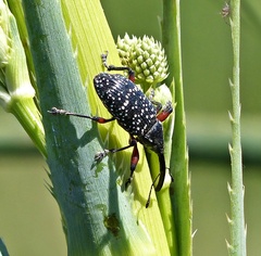 Heilipodus erythropus