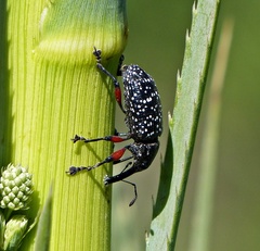 Heilipodus erythropus