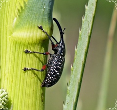 Heilipodus erythropus